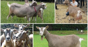 Popis a charakteristika toggenburských koz, pravidla chovu